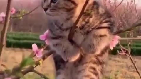 Cute Kitten hanging from a tree branch