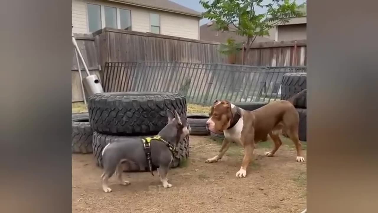 when your cat's got something very important to say funniest animals