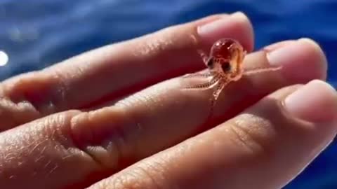 A Tiny Baby Octopus.. 😊 (RARE)