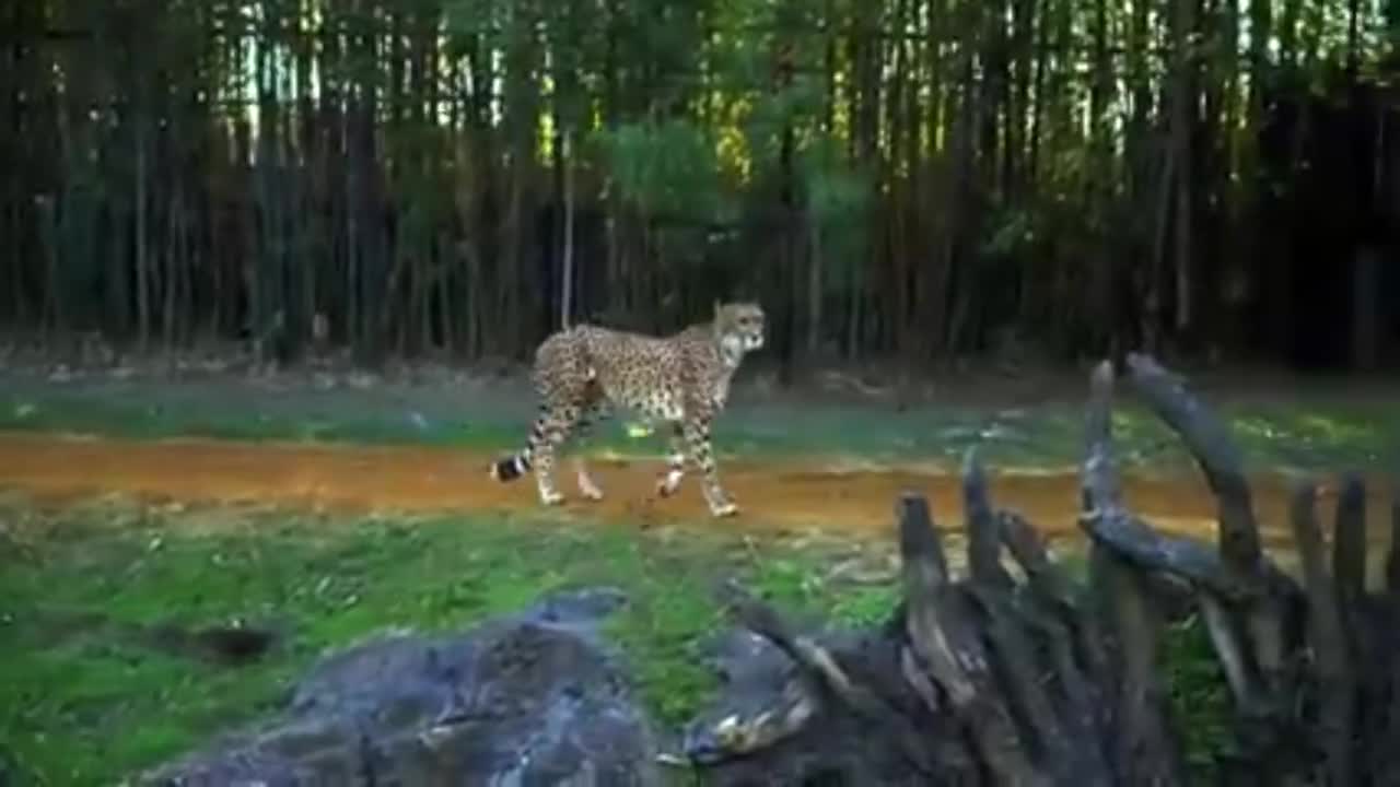 farmer sets up camera to see why a leopard visits his cow at night