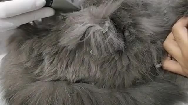 Cat video Playing Beautifull cat video Playing