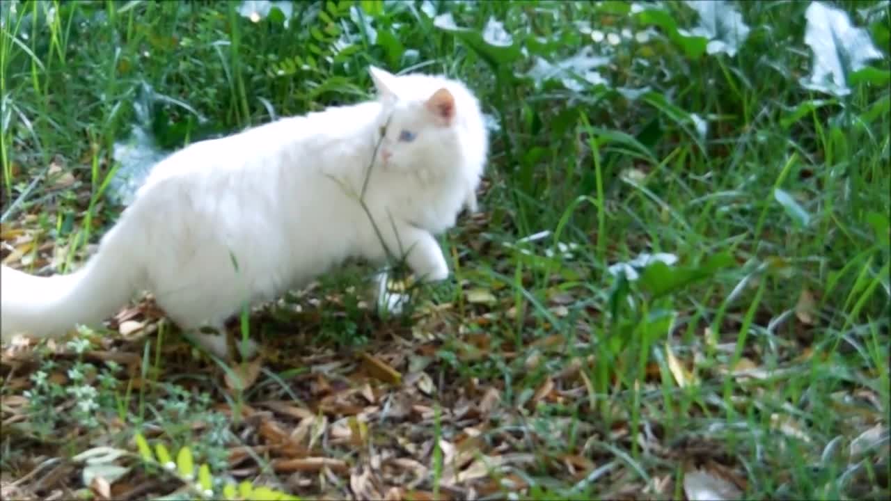 Cute Cat with Blue and Green Eyes (odd-eyed cat)