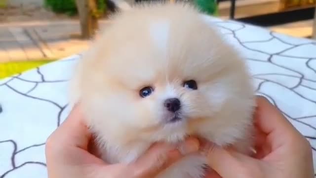 Adorable Fluffy pom babies