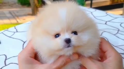 Adorable Fluffy pom babies