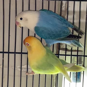 Opaline Pale Fallow #Opaline #Pale #fallow #lovebird