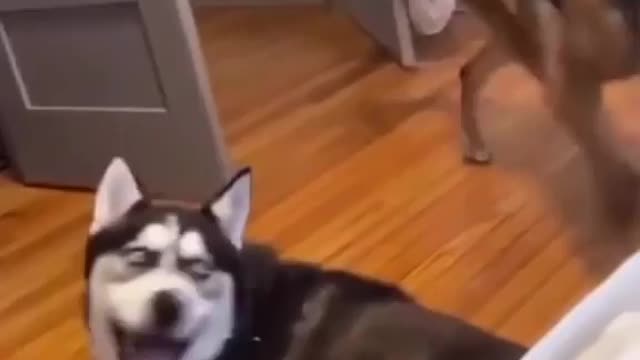 Dogs funny reaction 😂| cute and funny dogs 🐶