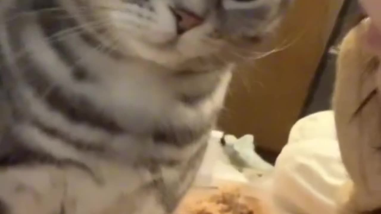 #cat