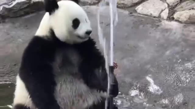 The Daily life of pandas