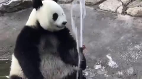 The Daily life of pandas