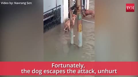 Vadodara rains When a crocodile almost made a meal of dogs