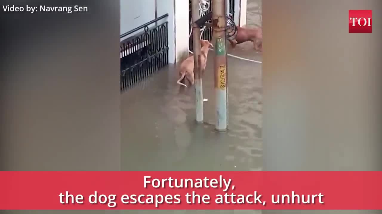 Vadodara rains When a crocodile almost made a meal of dogs