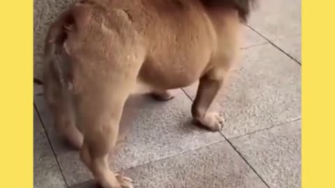 Funny Dog Tik Tok US #Short #dog