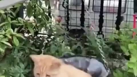 Кошки играют