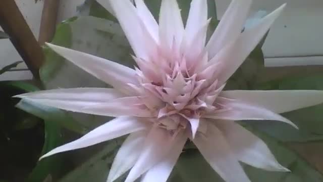 Linda bromélia cor de rosa na floricultura, a vermelha é mais bonita! [Nature & Animals]