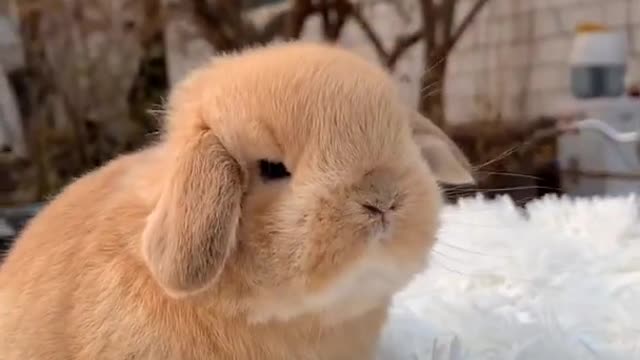 cute rabbit