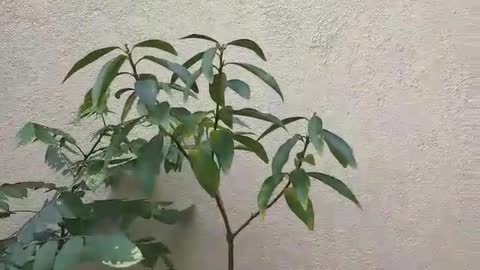 Sweet kumquat tree