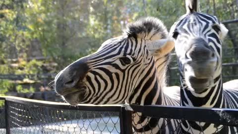 Feeding a Zebra at a Zoo