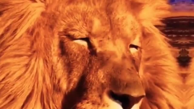 Loving animal
