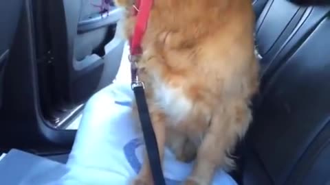 Smart Golden Retriever knows he is at the Vet