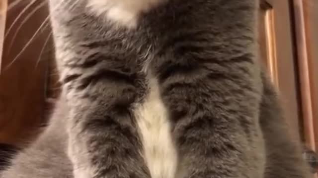 The Funniest Cat Videos