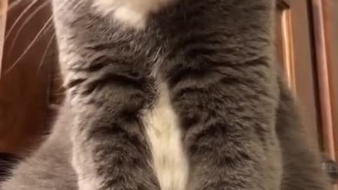 The Funniest Cat Videos