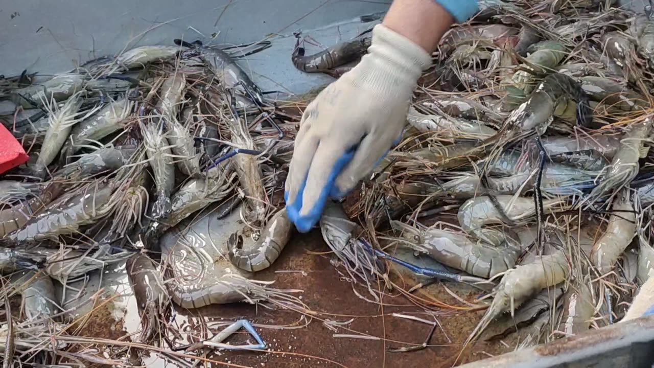 Amazing Prawn Fish Rohu Fish And Mrigal Fish Best Video