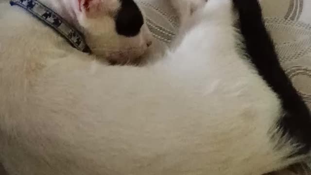 Catty Meow