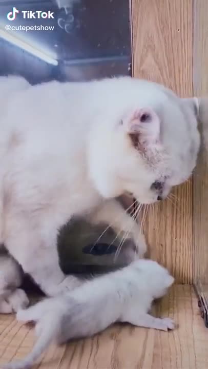 Hilarious Cat Memes - 25 -😹-Father cat, hit the kitten, took a bite from the mother😻