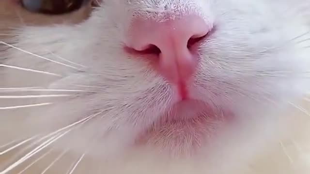 The cutest cat in the world kitten video ❤❤