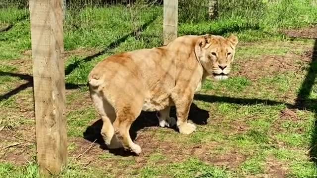 She is so happy here after being rescued from Joe Exotic!