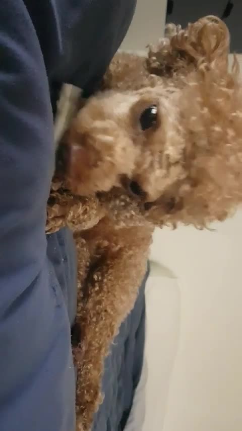 A puppy that eats only the lean meat from dog gum.