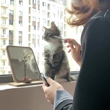 Hilarious Cat Imitation Videos 😳😱🤣🤣