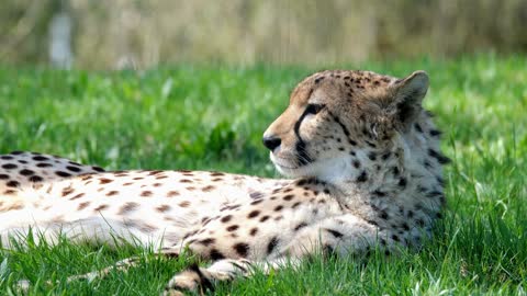 Cheetah Lying on the Grass