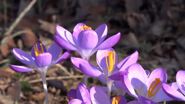 Crocus - 22849