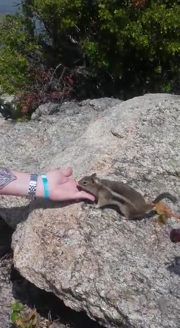 Chipmunk being as cute as possible