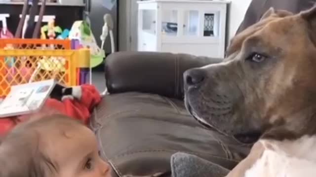 baby with big dog