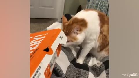 Funny cat 🐈 video,,