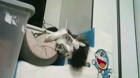 Doraemon, a kitten, and a surprised mother cat.