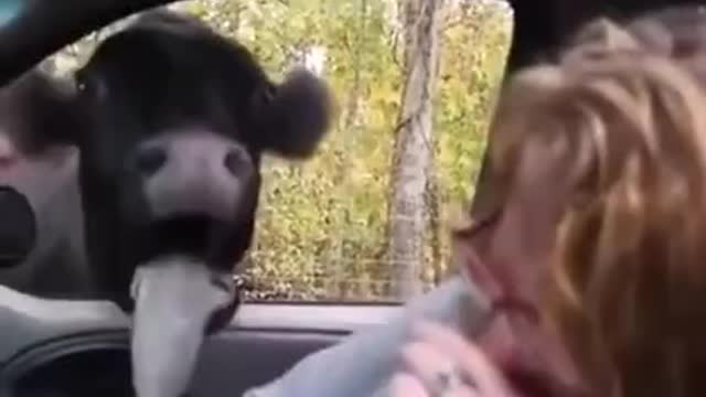 A Calf Showing In Search Of Love