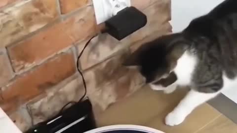 what a cute kitty cute cuddly kitty pranks