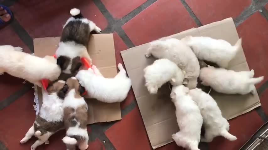 Oh my God ! the puppies are so cute