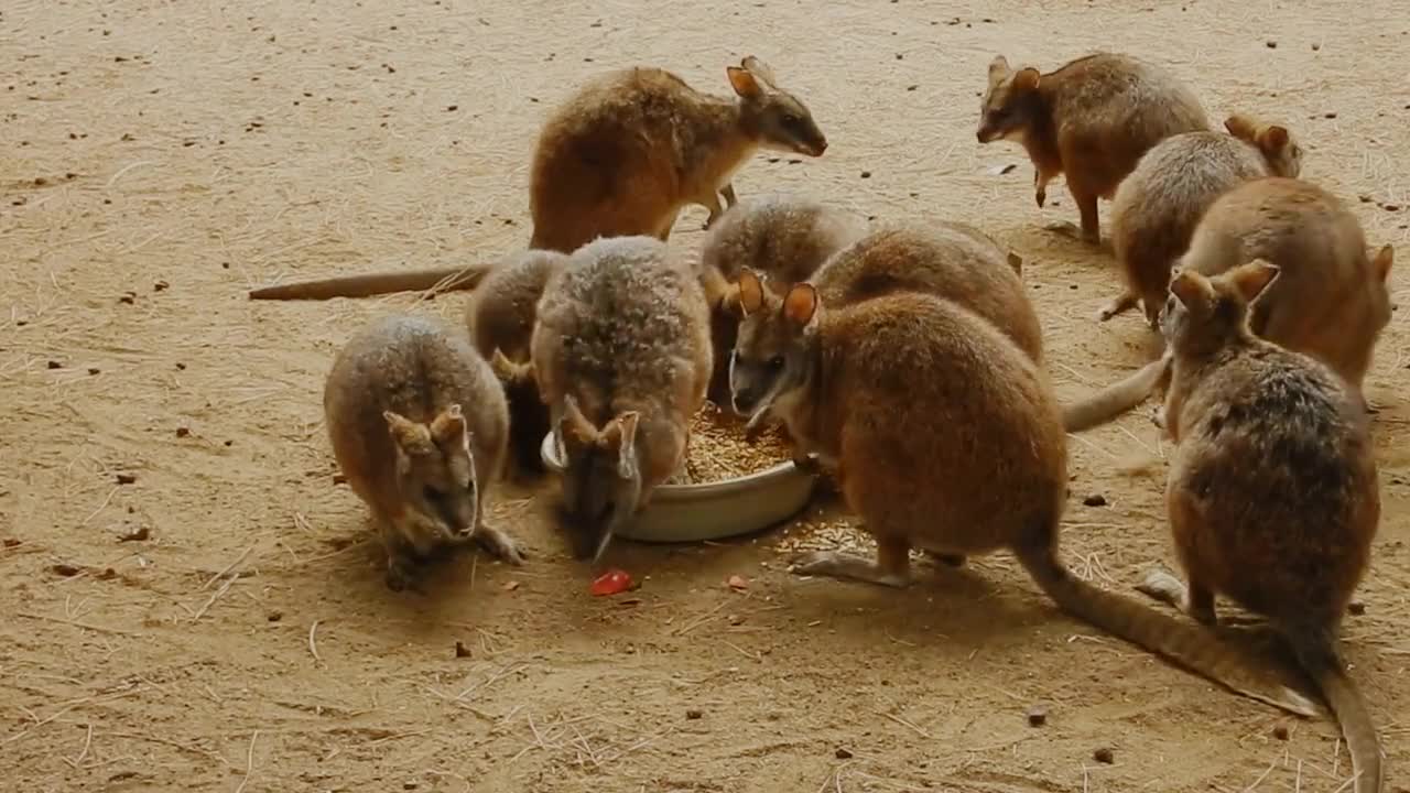 little kangaroo have party together