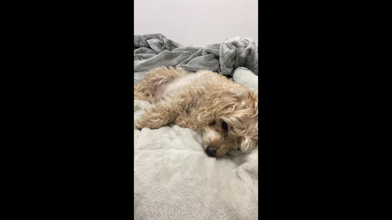 Sleepy Ziggy Doggo