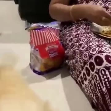 animais engraçados tente não rir, kkkkk