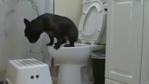 Puppy peeing in the toilet