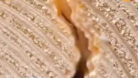 How much is the hotel room and watch the house I think