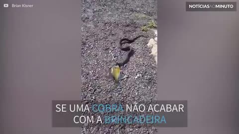 Cobra ataca peixe de brinquedo e criança não segura as lágrimas