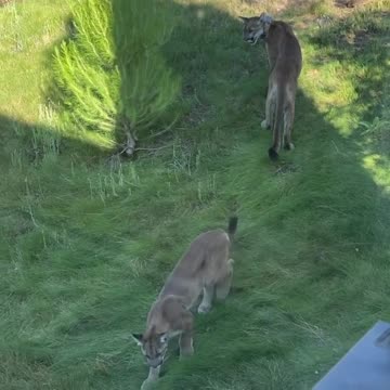 La cantante Raquel del Rosario salva a su hijo del ataque de un puma