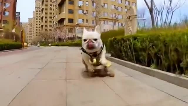 A Dog and His Board