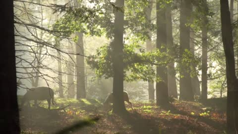 Nature trees and weather relaxing video